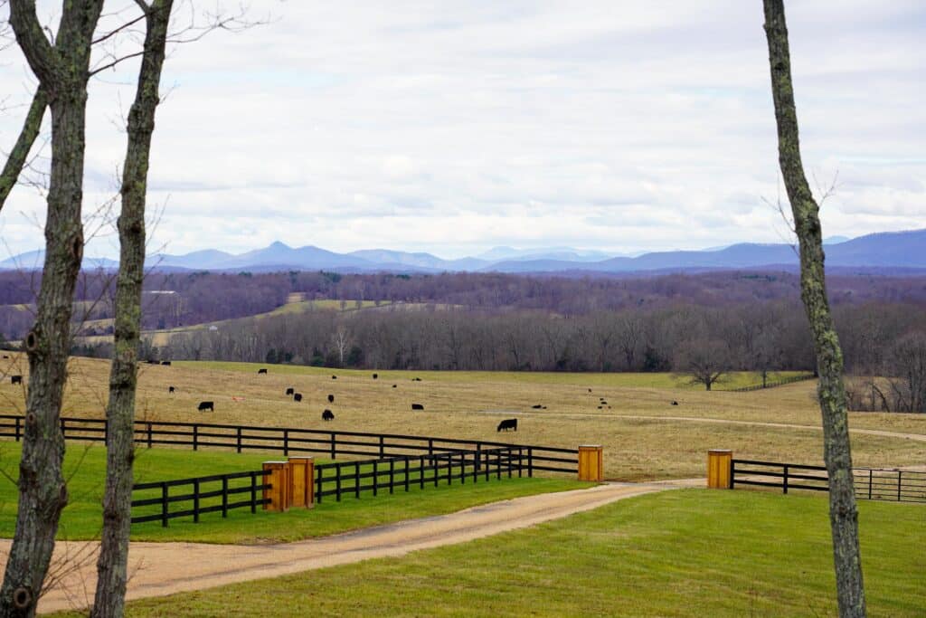 Scenic view of cows grazing in a pasture with rolling mountains on the horizon