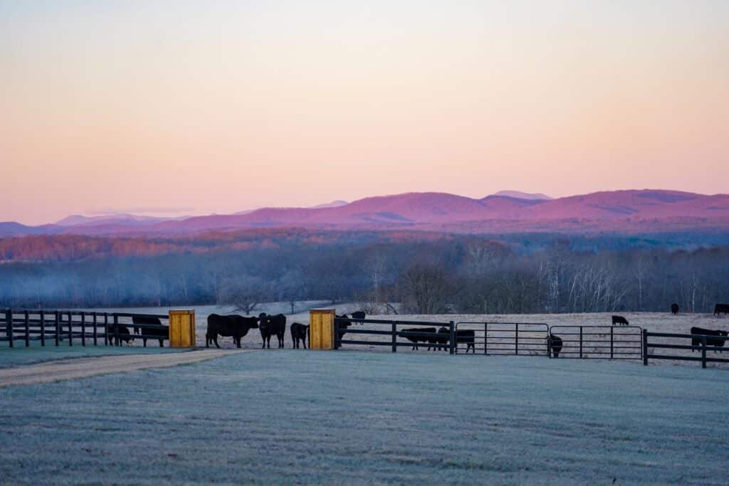 Cows grazing in a pasture with a mountain skyline at Mount Ida Reserve