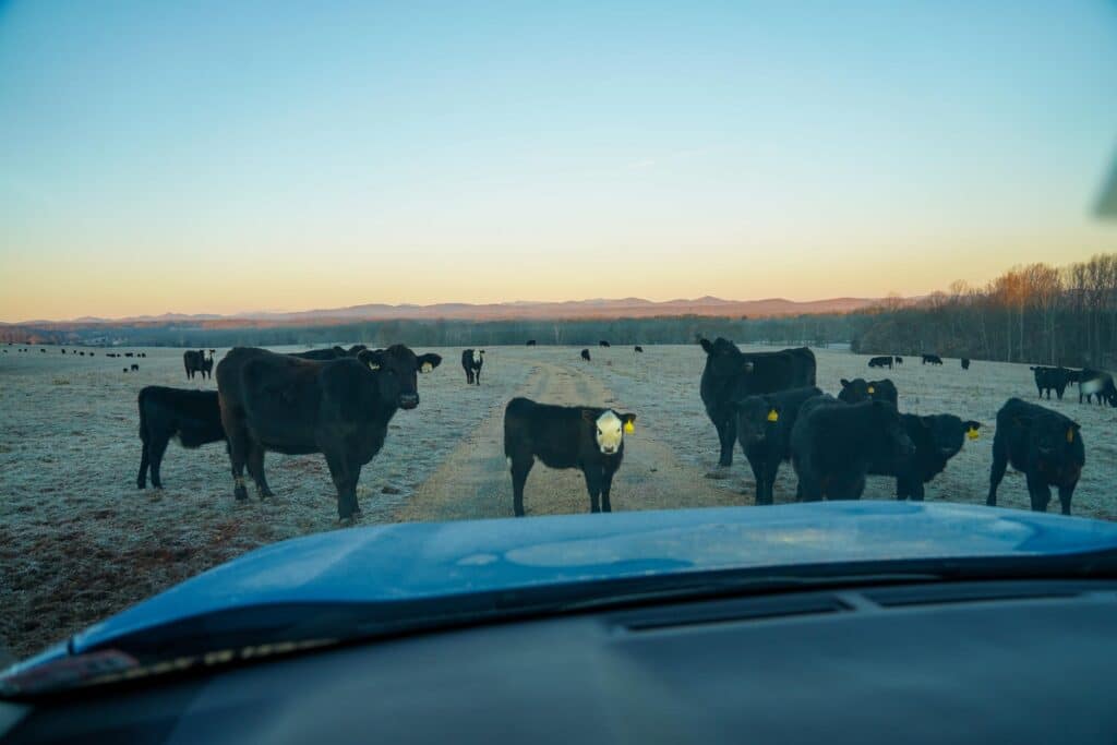 Driving a dirt road that winds through a pasture of grazing cattle