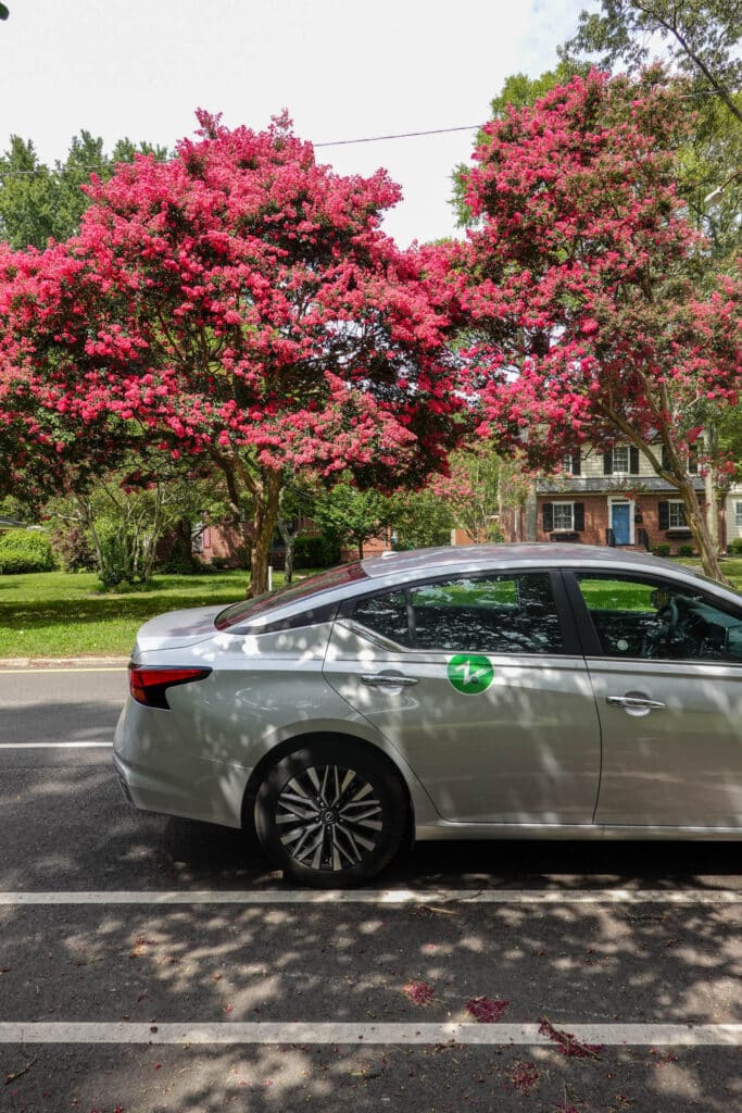 Zipcar parked in front of pink flowering trees